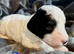 Premium Cockapoo Fb2 Puppies
