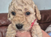 Cockerpoo Puppies 4 Girls