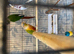 Golden conure