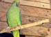 Male & Female Indian Ringneck Parrots – 8 Months Old