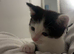 Male cat