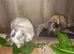 Lion lops bonded pair