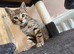 Last female kitten(bengal)