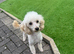 Gorgeous Male Toy Poodle