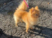 Female adult Pom