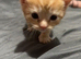 Bengal cross kittens