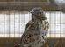 Male songthrush