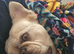 Perfect companion female fluffy frenchie