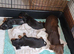 KC REG. PRA CLEAR PUPPIES