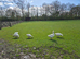 5 Egg-Laying Geese for Sale