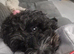 Cockapoo Male Black F1 4 years old