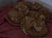 Ginger kittens