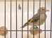VERY NICE JUVENILE GOLDFINCHES ! ALL BBC RUNG 2026 birds !