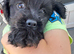 Cockapoo cross