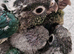 Hand reared blue turquoise conure baby