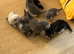 Kittens female ready now