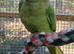for sale ringnecks £180 each semi tame and cockatiels £80 each