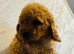 Adorable Cavapoo puppies