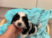 5 beautiful cockerpoo puppies