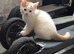 Ginger and white kittens
