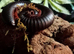 Triumphtarantulas