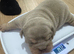 4 english bulldog x French bulldog pups for sale