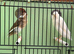 Persian canary pair this year birds