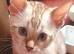 Bengal Kittens