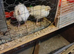 White pheasant chicks for sale