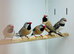 Finches