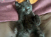 Gorgeous black kitty