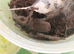 Whistling tarantula forsale