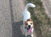 Handsome jack Russell two year old boy