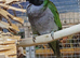 Young Derbyan Parrots