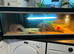 Bearded dragon with full set up
