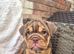 British bull dog