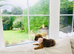 KC registered high quality Border Terriers