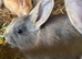Mini lop cross Rex