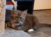 Maine Coon kittens in Manchester