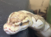 Pastel butter 100% Het generic stripe