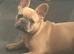 French bulldog puppy
