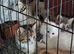 Beautiful kittens