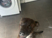 Rottweiler x American bulldog