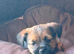 Border x Jack Russell Terrier