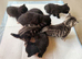 Kittens for Sale – Mixed Siamese x British Longhair