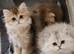 Beautiful kitten available