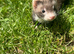 9 Week Old Half Micro Angora Hob