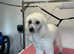 Hands Oh Hounds Dog Grooming