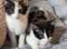 4 gorgeous marked kittens
