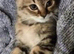 Beautiful British shorthair/maincoone kittens